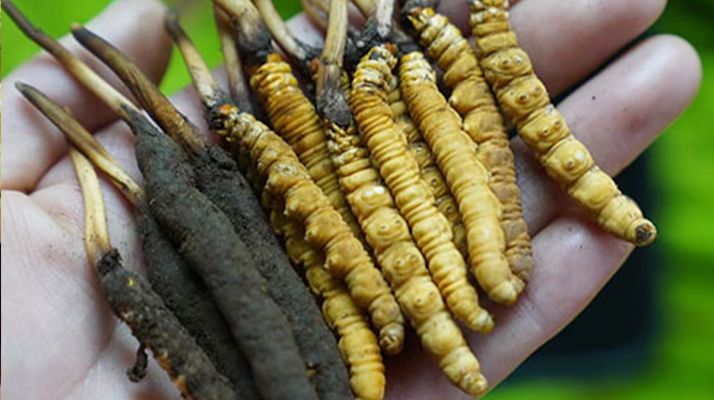 鮮冬蟲夏草如何打粉末保存？實用指南來了