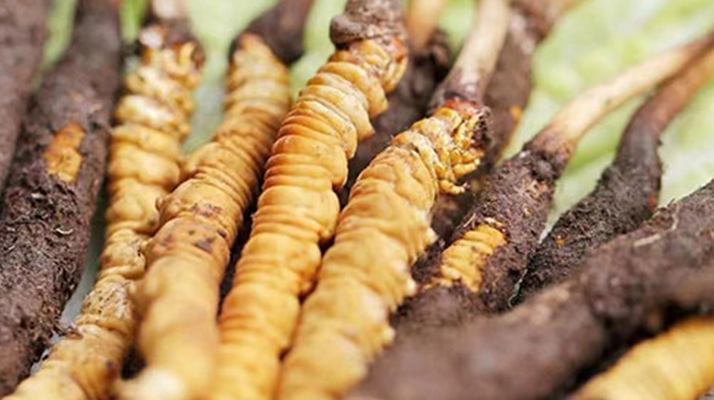 鮮冬蟲夏草能存放多久？科學保存指南來了