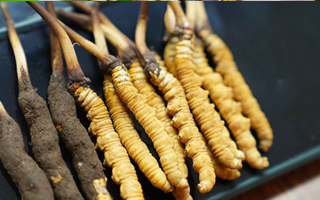 鮮冬蟲夏草什么季節(jié)最好？滋補時機大揭秘