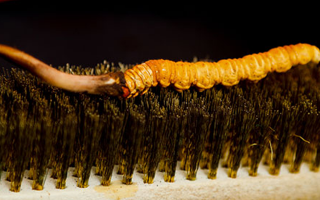 鮮冬蟲夏草什么口感最好？探尋舌尖上的滋補美味? ? ? ?