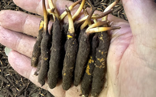 3000 條蟲草一克是幾只？深入解析蟲草規(guī)格與重量關(guān)系? ? ? ?