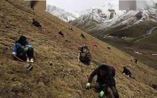 冬蟲夏草都是野生的嗎？探尋其生長的奧秘