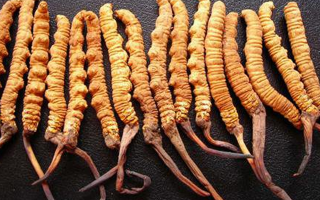 純野生冬蟲夏草多少錢一克？?jī)r(jià)格背后的秘密?