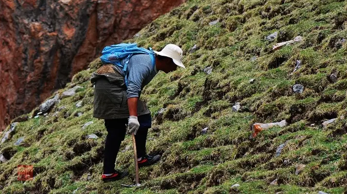 冬蟲(chóng)夏草什么時(shí)候采挖？最佳采挖時(shí)節(jié)與科學(xué)依據(jù)