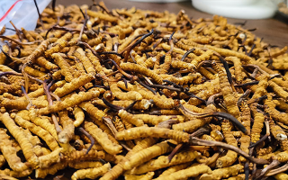 野生冬蟲夏草價格多少一克