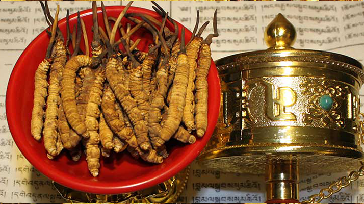 冬蟲(chóng)夏草的主要功效與作用