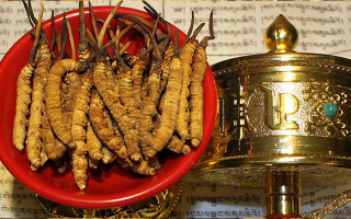 冬蟲(chóng)夏草的主要功效與作用