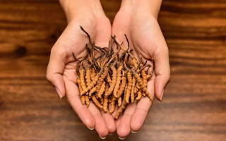 冬蟲夏草的科學(xué)儲存方法：鎖住雪域珍寶的活性與價值