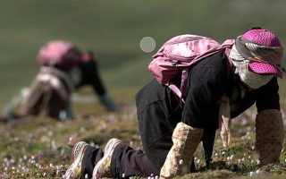 冬蟲夏草：雪域珍寶的功效與食用之道