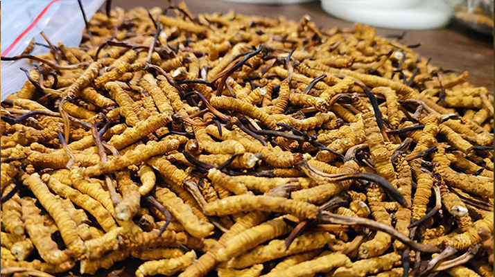 冬蟲夏草的潛在副作用:滋補(bǔ)背后的健康風(fēng)險(xiǎn)