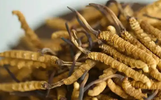 冬蟲(chóng)夏草鮮草的吃法