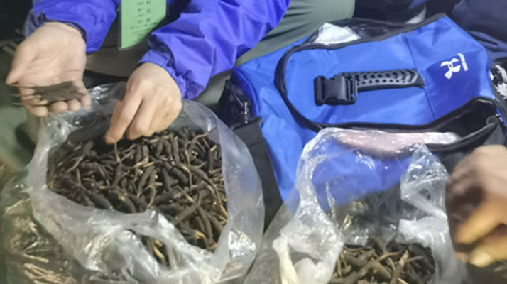 <a href=http://www.czfjwz.net/xinxian/ target=_blank class=infotextkey>新<a href=http://www.czfjwz.net/xinxian/ target=_blank class=infotextkey>鮮冬蟲夏草</a></a>的正確食用指南