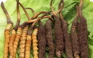 吃新鮮冬蟲夏草后拉肚子？原因與應(yīng)對方法解析