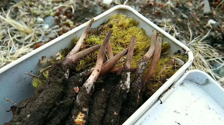 冬蟲(chóng)夏草怎么辨別養(yǎng)殖的？掌握 5 大鑒別要點(diǎn)