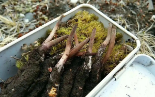 冬蟲(chóng)夏草怎么辨別養(yǎng)殖的？掌握 5 大鑒別要點(diǎn)