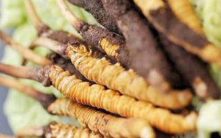 冬蟲夏草適合產(chǎn)后婦女嗎？科學(xué)滋補與恢復(fù)指南