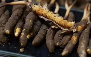 冬蟲夏草適合哪些人群？精準(zhǔn)滋補(bǔ)指南