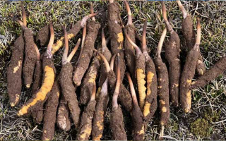 一根鮮冬蟲夏草多少克？多因素決定重量差異