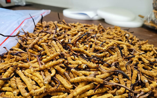 一根冬蟲夏草多少錢？解密單根蟲草的價(jià)格玄機(jī)