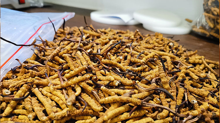 <a href=http://www.czfjwz.net/gongxiao/ target=_blank class=infotextkey><a href=http://www.czfjwz.net/gongxiao/ target=_blank class=infotextkey><a href=http://www.czfjwz.net/yangsheng/ target=_blank class=infotextkey>冬蟲夏草的功效</a></a></a>與價值解析