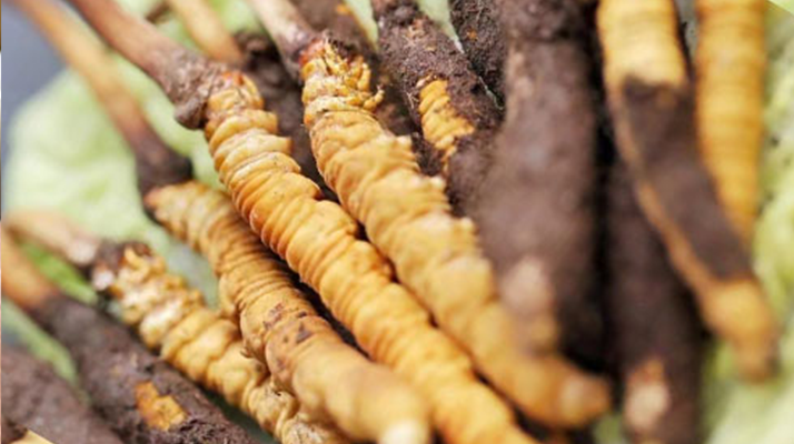 水煮<a href=http://www.czfjwz.net/xinxian/ target=_blank class=infotextkey>鮮冬蟲夏草</a>的最佳方法:鎖住營養(yǎng)的科學烹煮指南