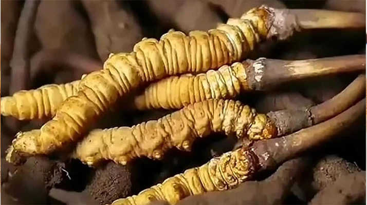 鮮享自然饋贈(zèng):種植鮮冬蟲夏草的科學(xué)食用指南