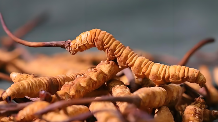 冬蟲夏草泡湯指南:鎖住營養(yǎng)的滋補(bǔ)秘訣