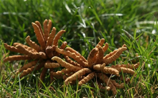 冬蟲夏草價(jià)格剖析：探尋滋補(bǔ)珍品的價(jià)值密碼