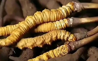 吃了冬蟲夏草有什么好處？全方位滋補價值解析