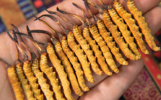 請問冬蟲夏草是什么？解密自然界的奇特生物