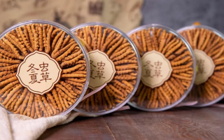 同仁堂冬蟲夏草禮盒：珍稀饋贈，品質(zhì)之選