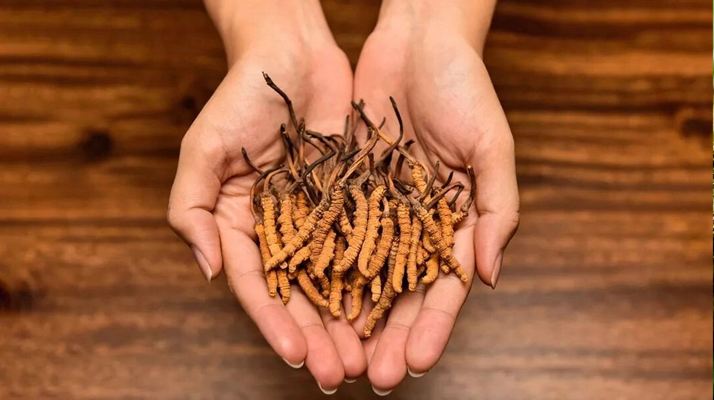 去哪里買(mǎi)真冬蟲(chóng)夏草？揭秘正品蟲(chóng)草的可靠購(gòu)買(mǎi)渠道