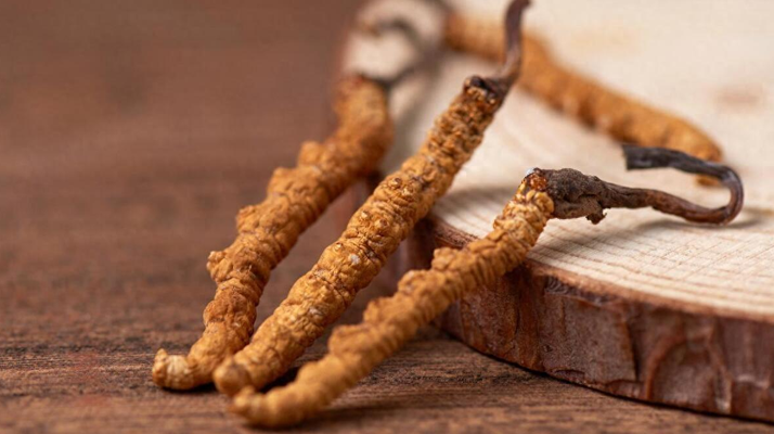 吃冬蟲夏草的好處有哪些？科學(xué)解讀這株"雪山黃金"的養(yǎng)生價值