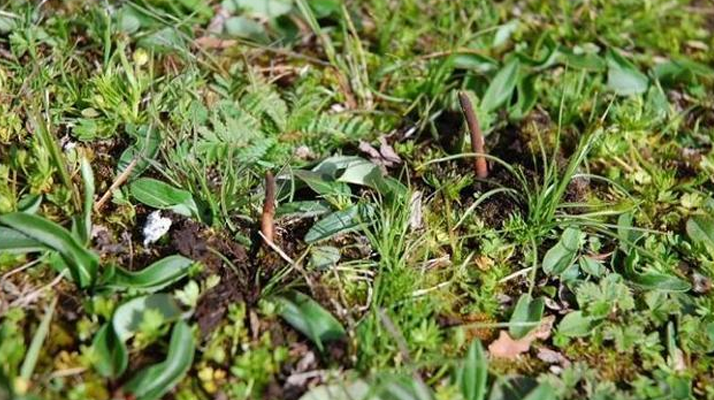 冬蟲夏草泡酒用鮮草:傳統(tǒng)藥酒的新選擇