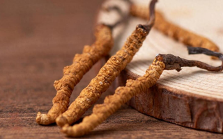 吃冬蟲夏草的好處有哪些？科學(xué)解讀這株"雪山黃金"的養(yǎng)生價值