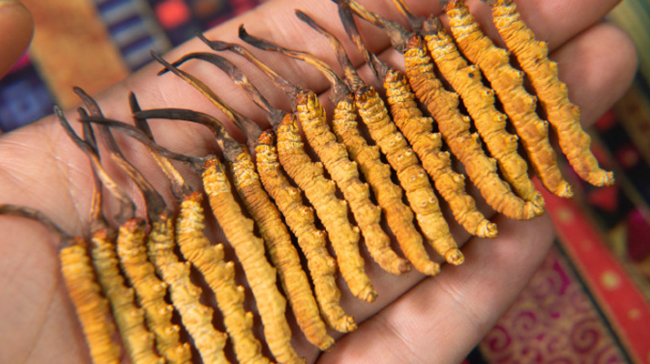 今年<a href=http://www.czfjwz.net/xinxian/ target=_blank class=infotextkey>鮮冬蟲夏草</a>價格如何?