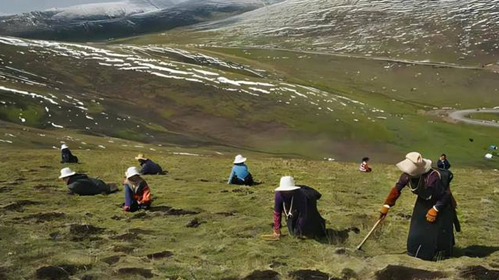 西藏鮮冬蟲夏草<a href=http://www.czfjwz.net/ target=_blank class=infotextkey><a href=http://www.czfjwz.net/s/nqcc/ target=_blank class=infotextkey>那曲蟲草</a></a>