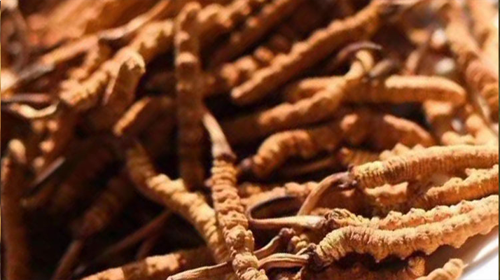 野生<a href=http://www.czfjwz.net/jiage/ target=_blank class=infotextkey>冬蟲夏草多少錢</a>一克