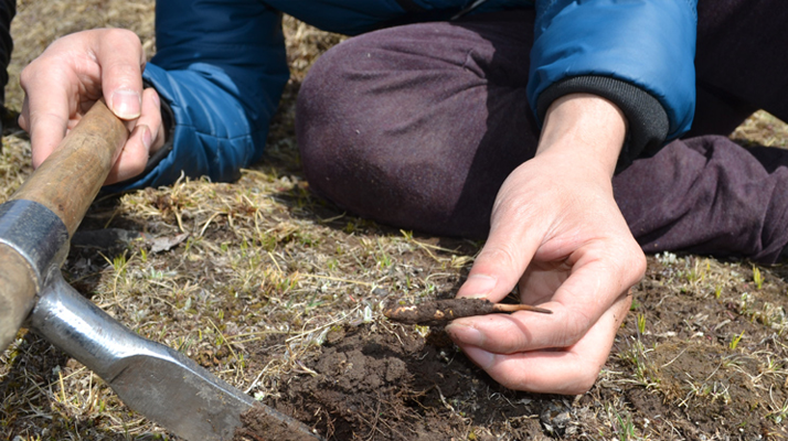 怎樣鑒別<a href=http://www.czfjwz.net/tag/6.html target=_blank class=infotextkey>冬蟲夏草的產(chǎn)地</a>