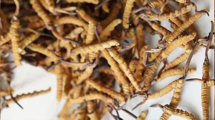 天然<a href=http://www.czfjwz.net/jiage/ target=_blank class=infotextkey>冬蟲(chóng)夏草多少錢(qián)</a>一克