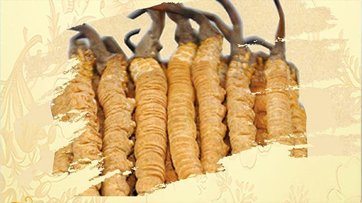 冬蟲夏草要燉多長(zhǎng)時(shí)間