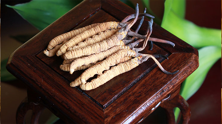 冬蟲夏草什么地方買最好