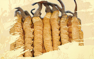 冬蟲夏草要燉多長(zhǎng)時(shí)間