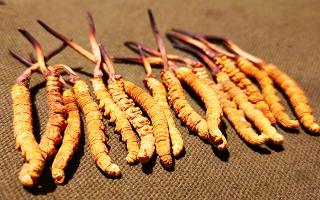 哪里購(gòu)買(mǎi)正宗冬蟲(chóng)夏草