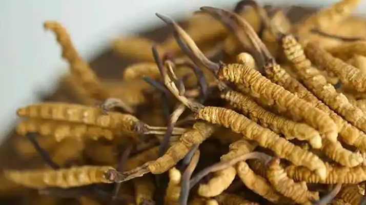 正宗冬蟲(chóng)夏草頭期干草:高原珍品的品質(zhì)之選