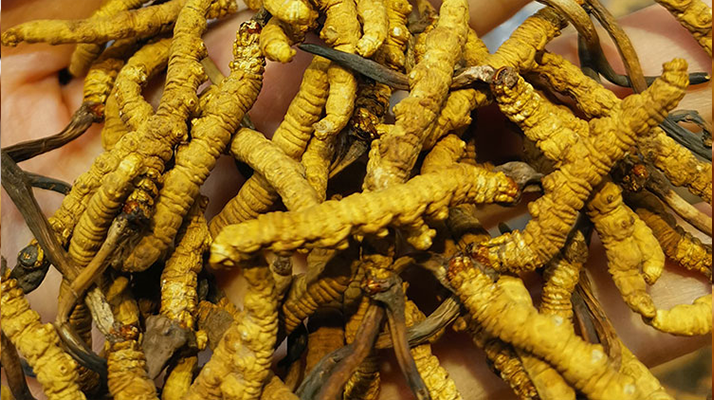 冬蟲夏草和內(nèi)地蟲草區(qū)別