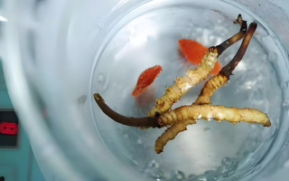 冬蟲夏草一天長多少株正常？揭開“靈芝之王”的成長秘密