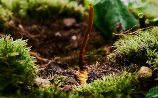 正宗那曲新鮮冬蟲(chóng)夏草價(jià)格