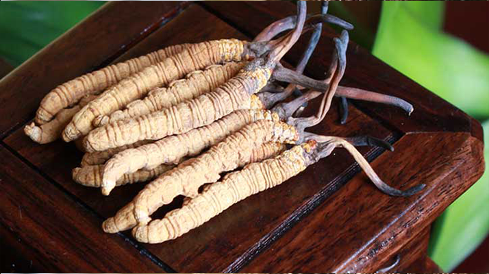 冬蟲(chóng)夏草可以打粉服用嗎