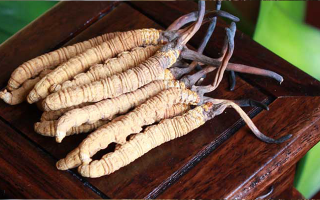 冬蟲(chóng)夏草可以打粉服用嗎